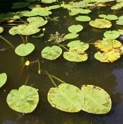 Nuphar lutea. Habit .
 Image: T.K. James © T.K. James 2019 All rights reserved